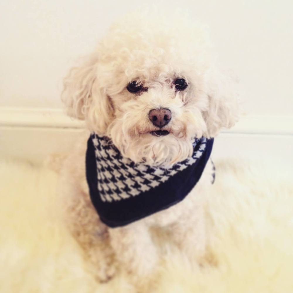 Meet your Posher, Erin